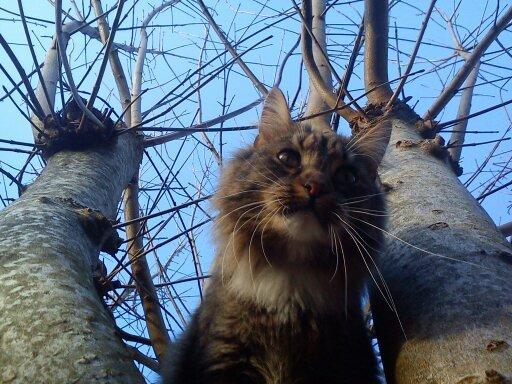 Maine Coon Leopold billede 34