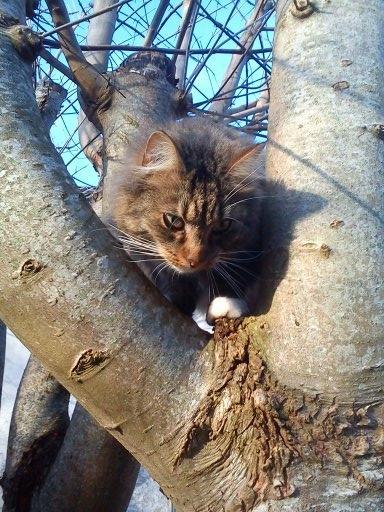 Maine Coon Leopold billede 11