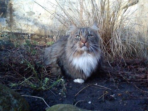 Maine Coon Leopold billede 33