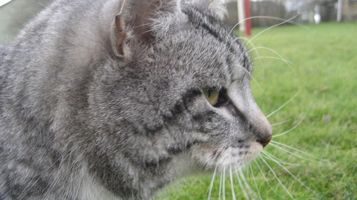 Huskat Miss Mie - Profil billede 10