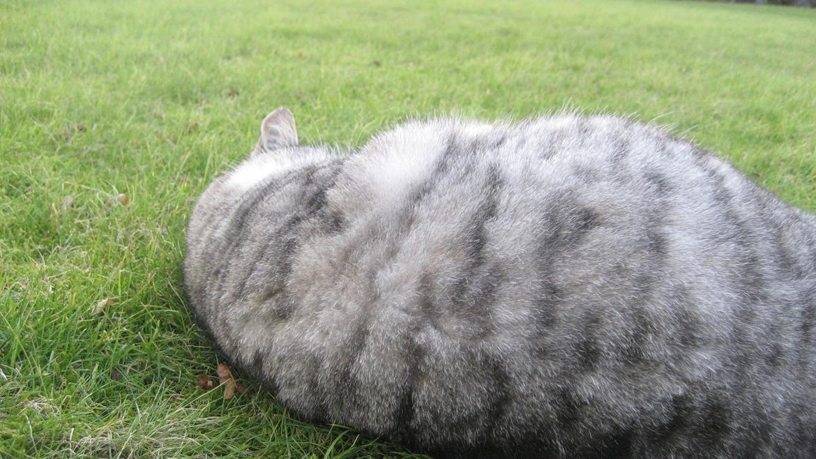 Huskat Miss Mie - Rulle rulle billede 11