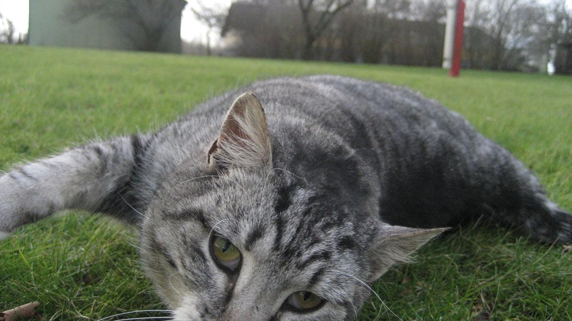 Huskat Miss Mie - Hej med dig billede 12