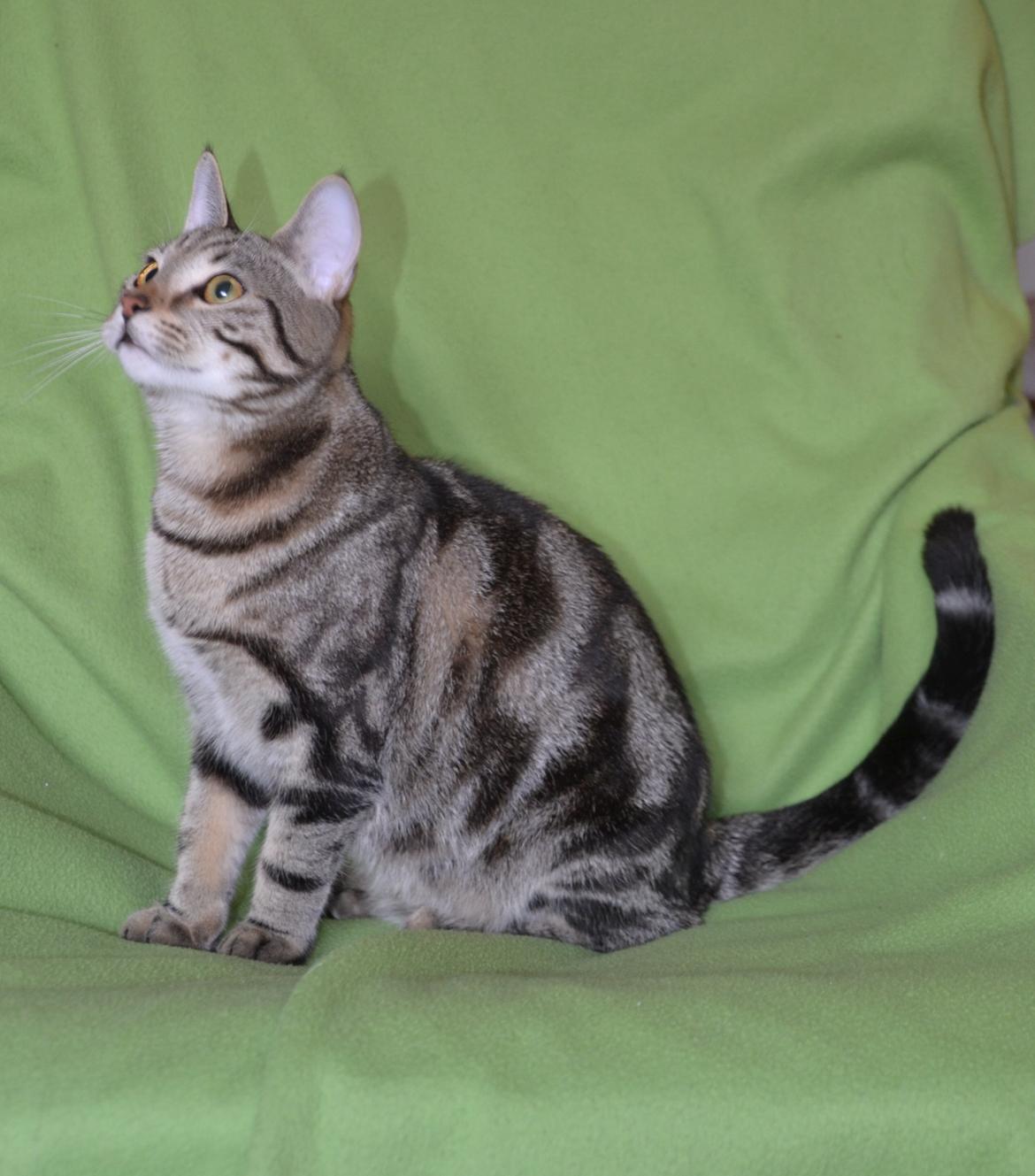 Europé Eife's Shoe the Bear "Skofus" billede 2