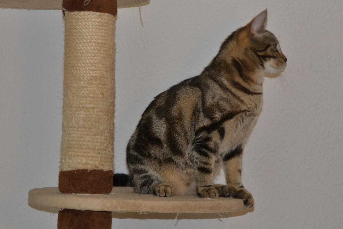 Europé Eife's Shoe the Bear "Skofus" billede 4