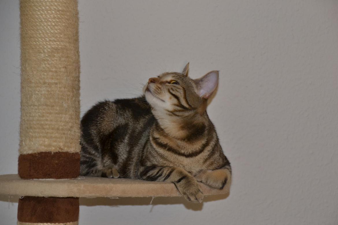 Europé Eife's Shoe the Bear "Skofus" billede 6