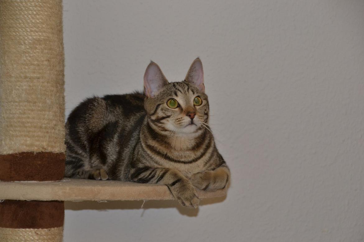 Europé Eife's Shoe the Bear "Skofus" billede 7