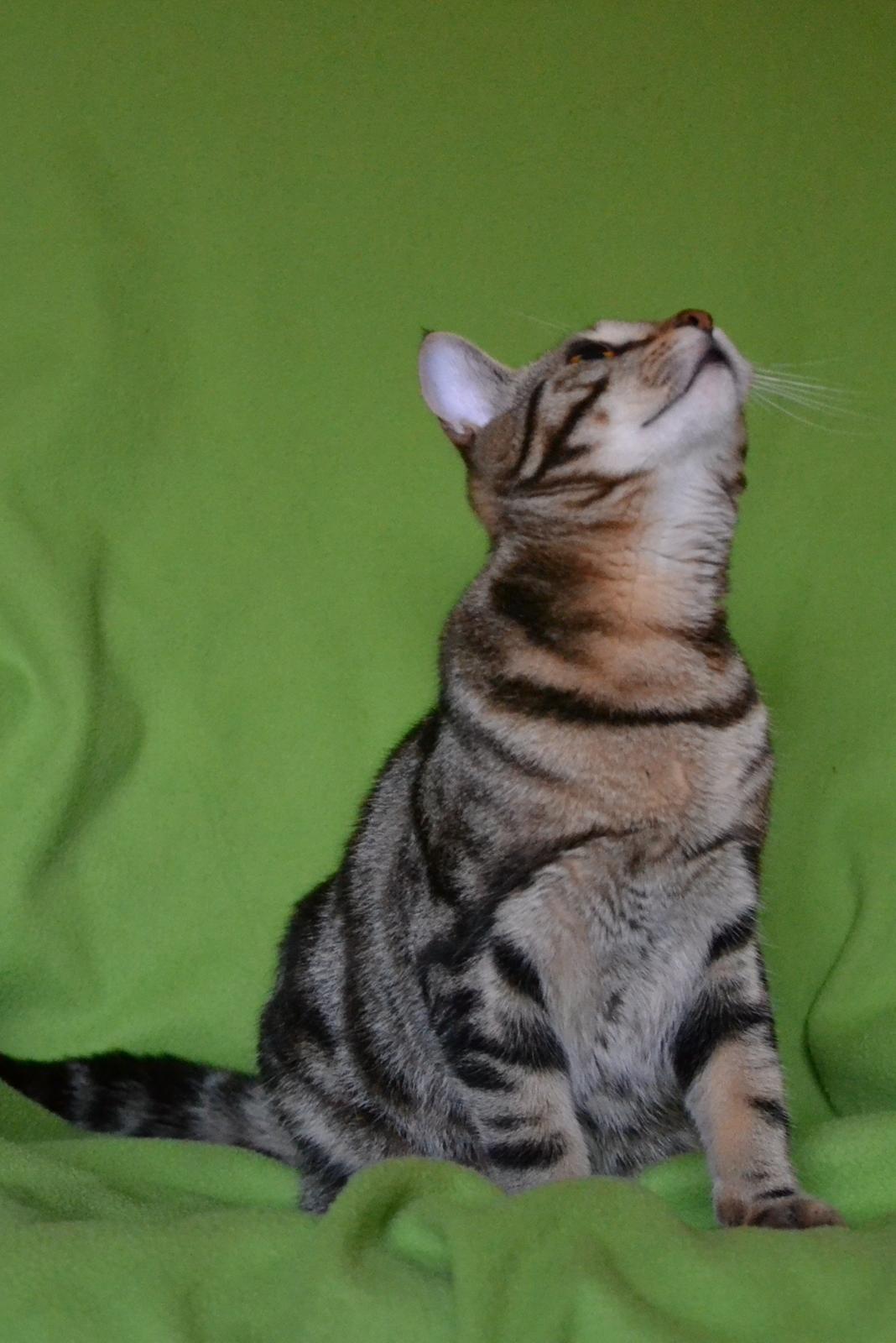 Europé Eife's Shoe the Bear "Skofus" billede 8