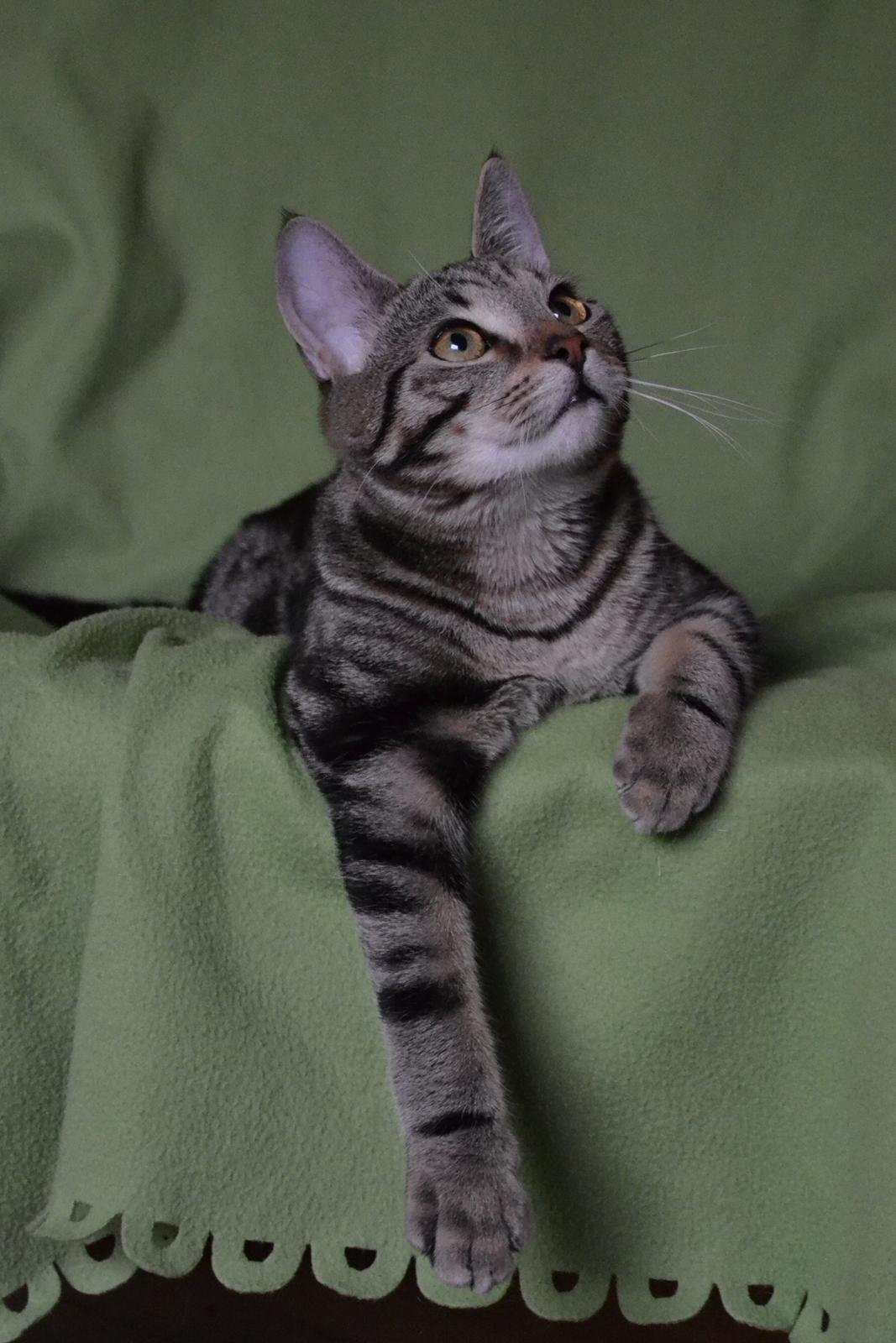 Europé Eife's Shoe the Bear "Skofus" billede 1