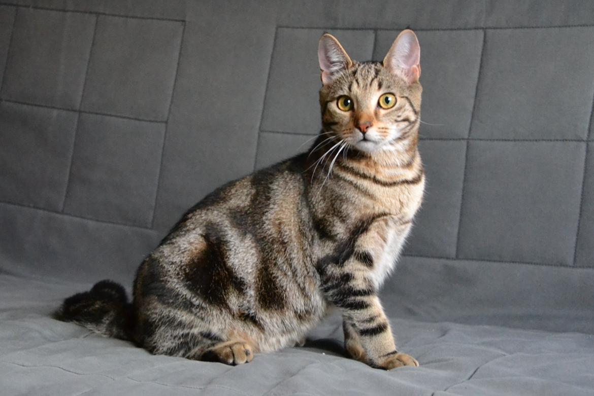 Europé Eife's Shoe the Bear "Skofus" billede 12