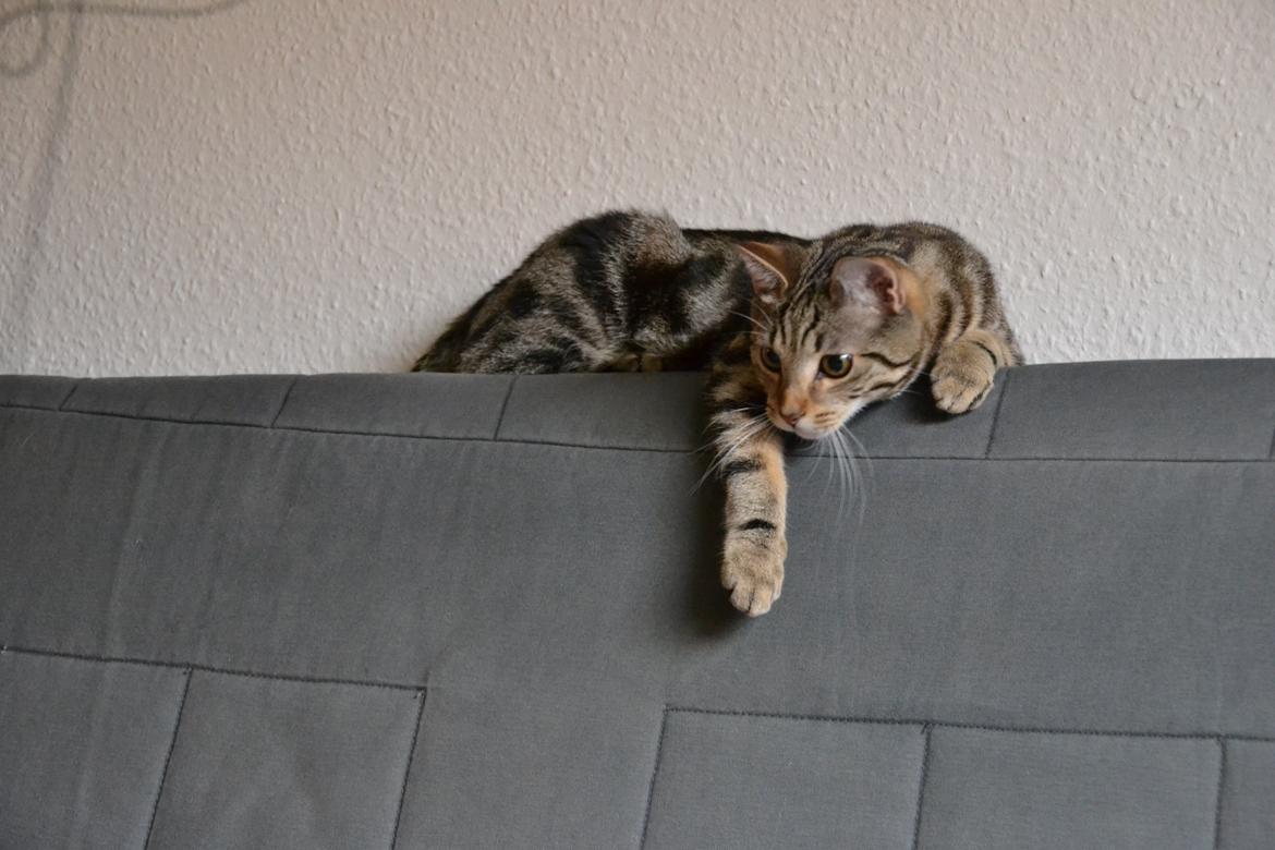 Europé Eife's Shoe the Bear "Skofus" billede 13