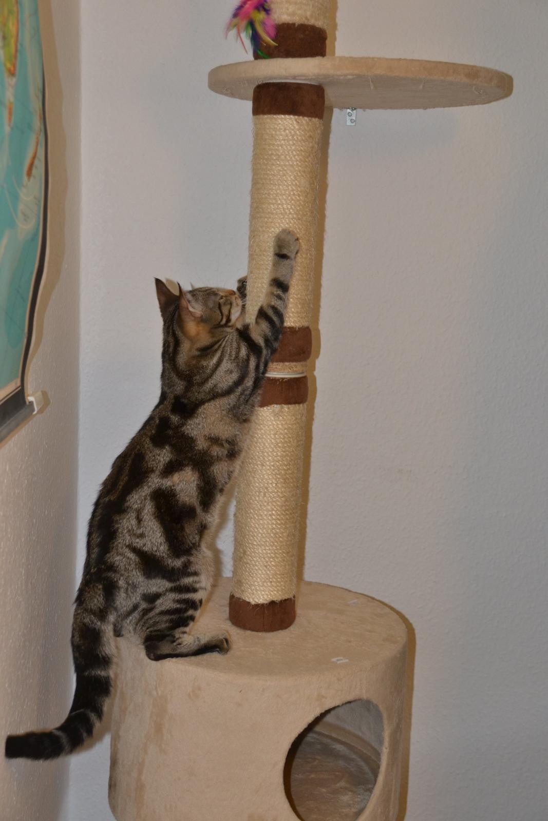 Europé Eife's Shoe the Bear "Skofus" billede 3