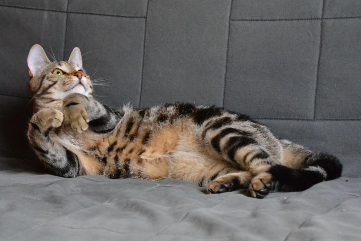 Europé Eife's Shoe the Bear "Skofus" billede 16