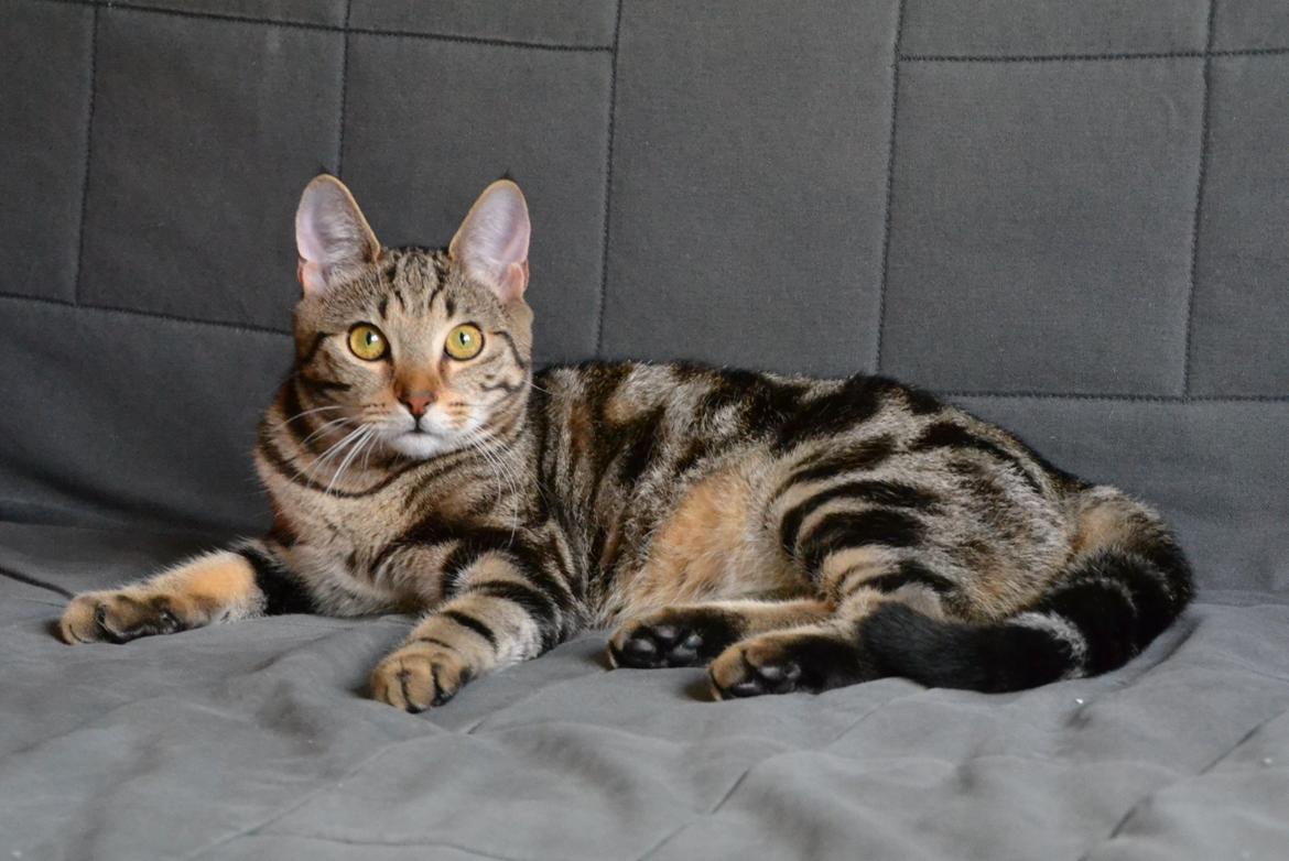 Europé Eife's Shoe the Bear "Skofus" billede 17