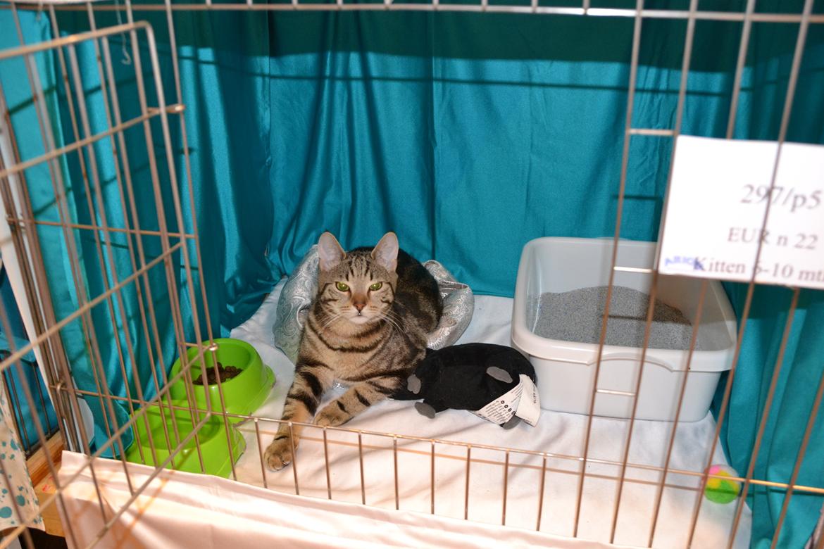 Europé Eife's Shoe the Bear "Skofus" - I sit bur til udstilling i Brædstrup. Januar 2014 billede 9