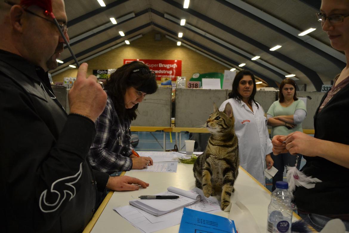 Europé Eife's Shoe the Bear "Skofus" - Hygge hos dommeren. Brædstrup januar 2014 billede 10