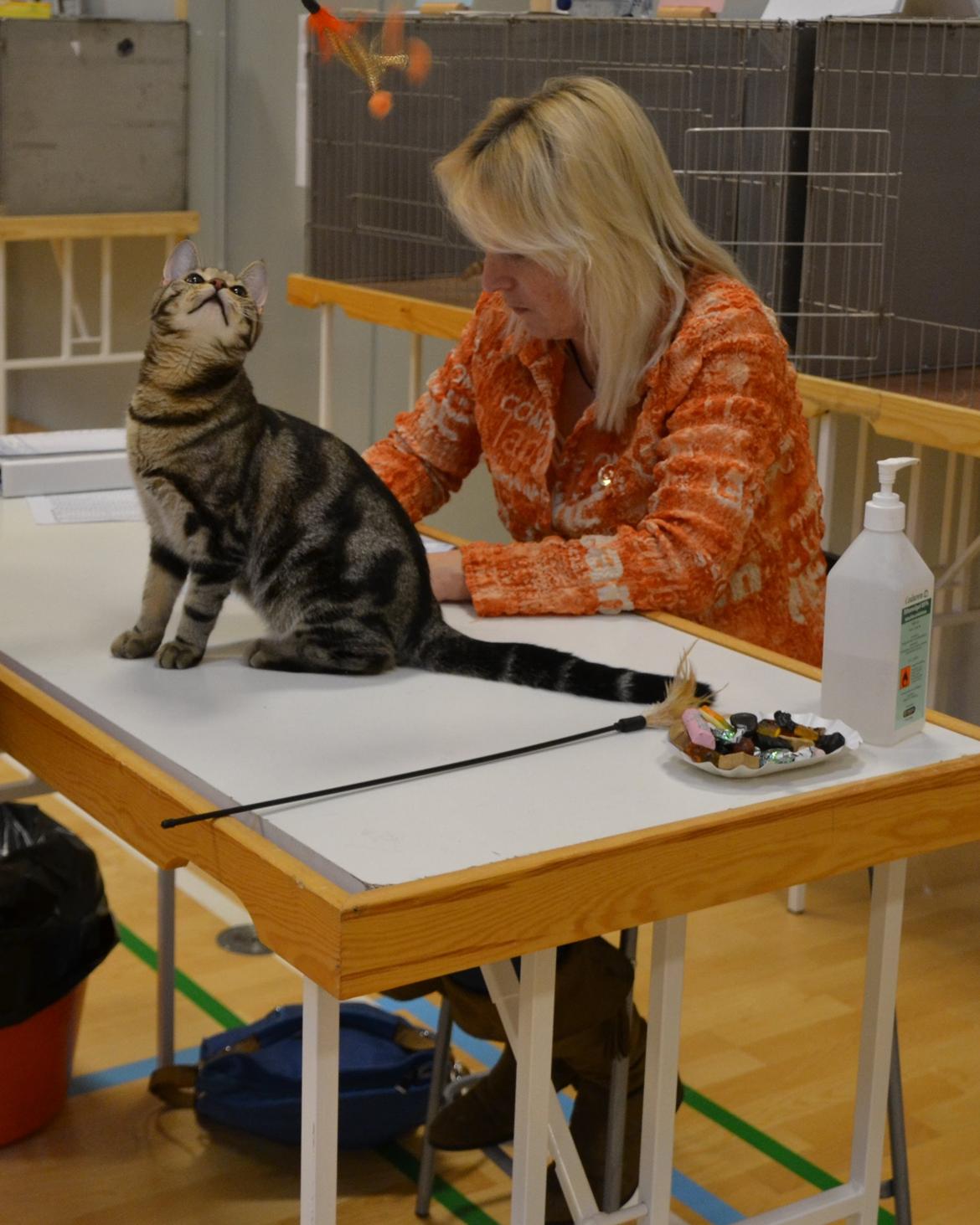 Europé Eife's Shoe the Bear "Skofus" - Hygge hos dommeren. Dag 2 Brædstrup januar 2014 billede 14