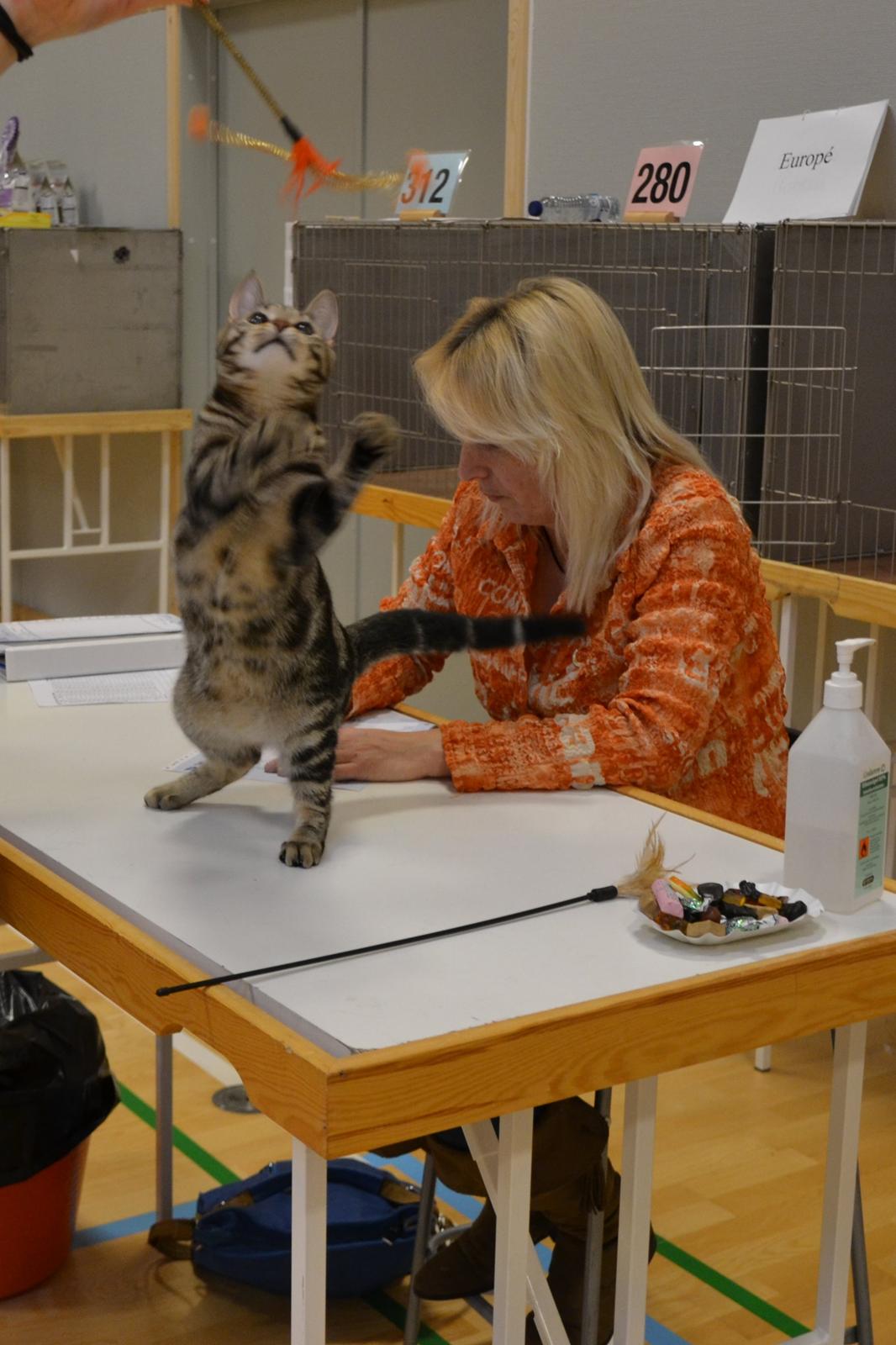 Europé Eife's Shoe the Bear "Skofus" - Hygge hos dommeren. Dag 2 Brædstrup januar 2014 billede 15