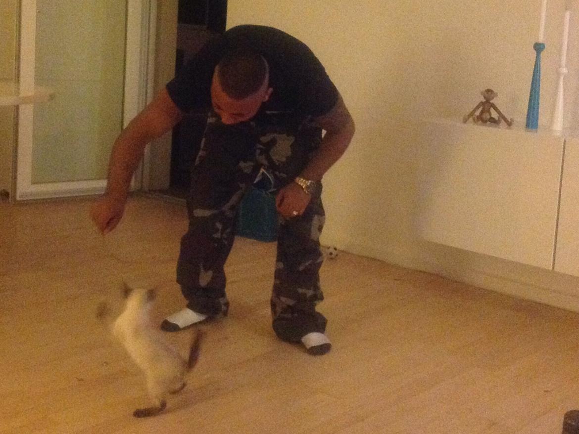 Siameser Codi billede 1