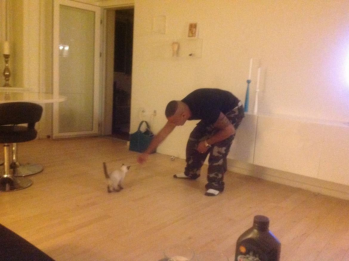 Siameser Codi billede 2