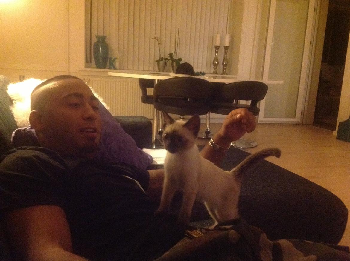 Siameser Codi billede 3