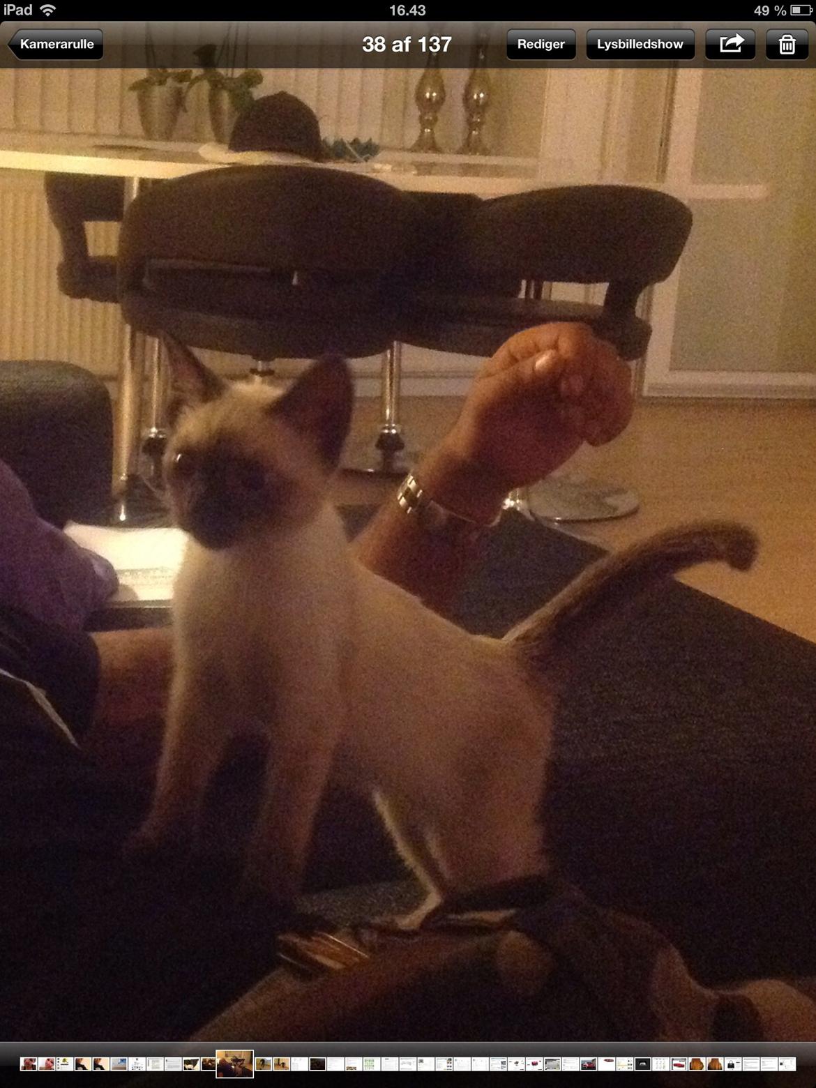 Siameser Codi billede 4