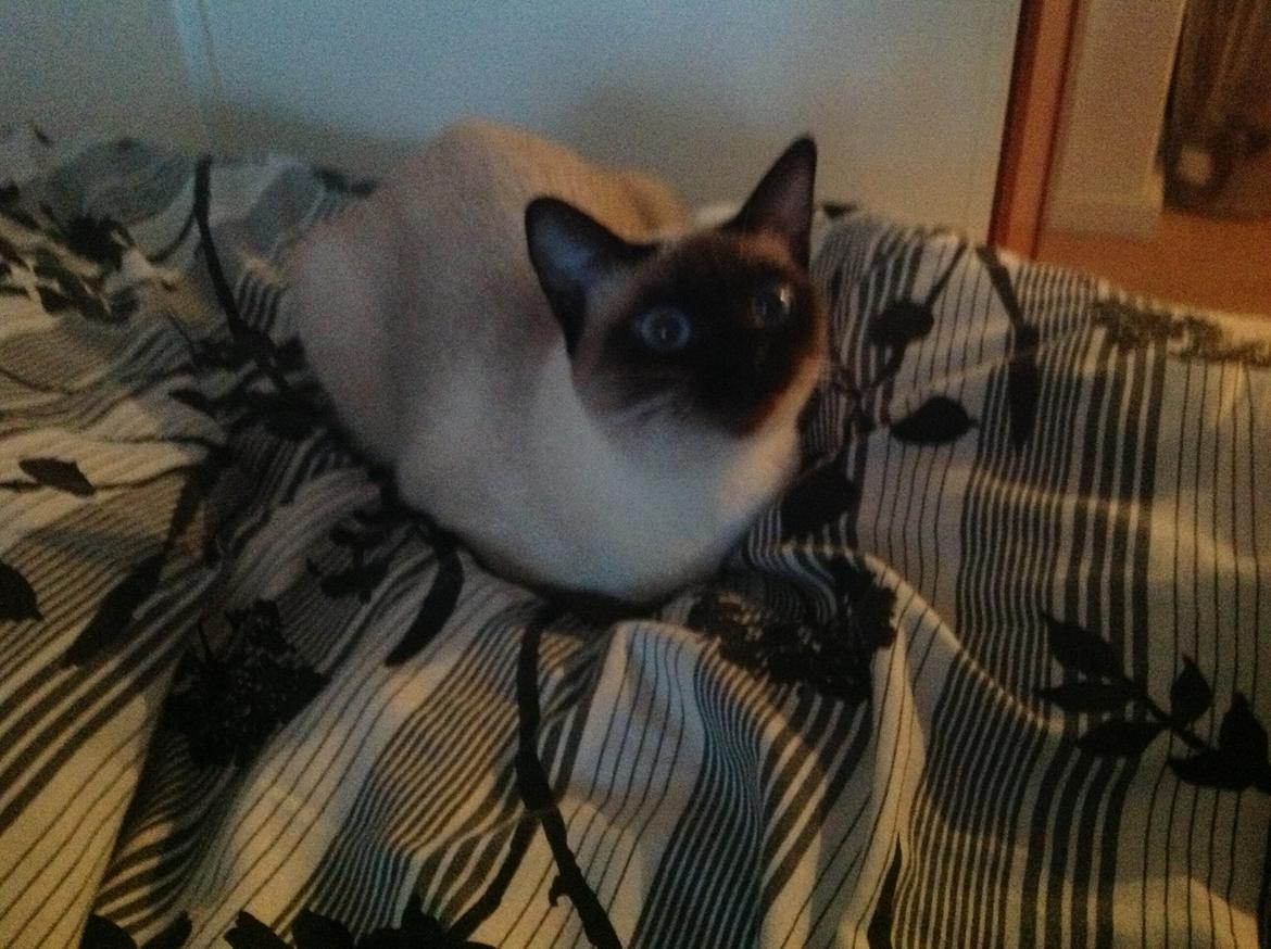 Siameser Codi billede 5