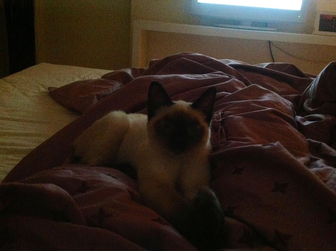 Siameser Codi billede 6