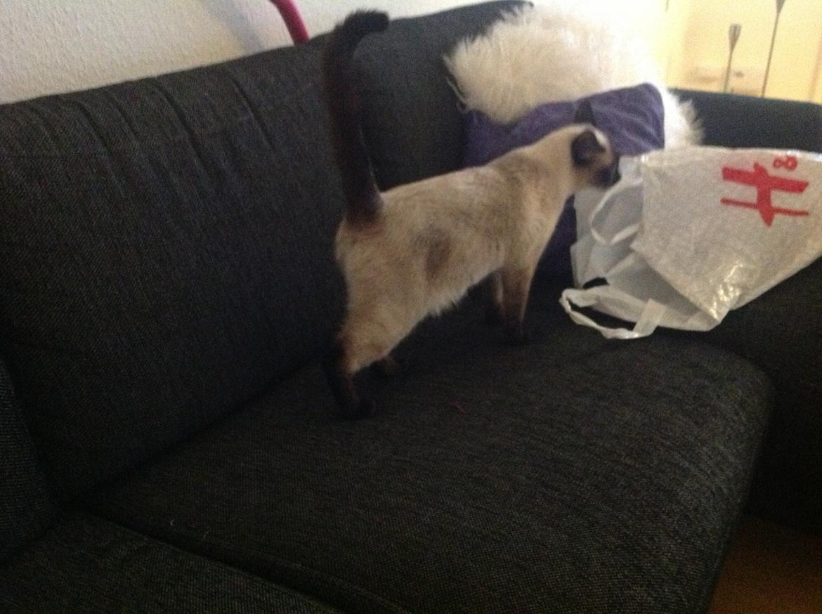 Siameser Codi billede 7