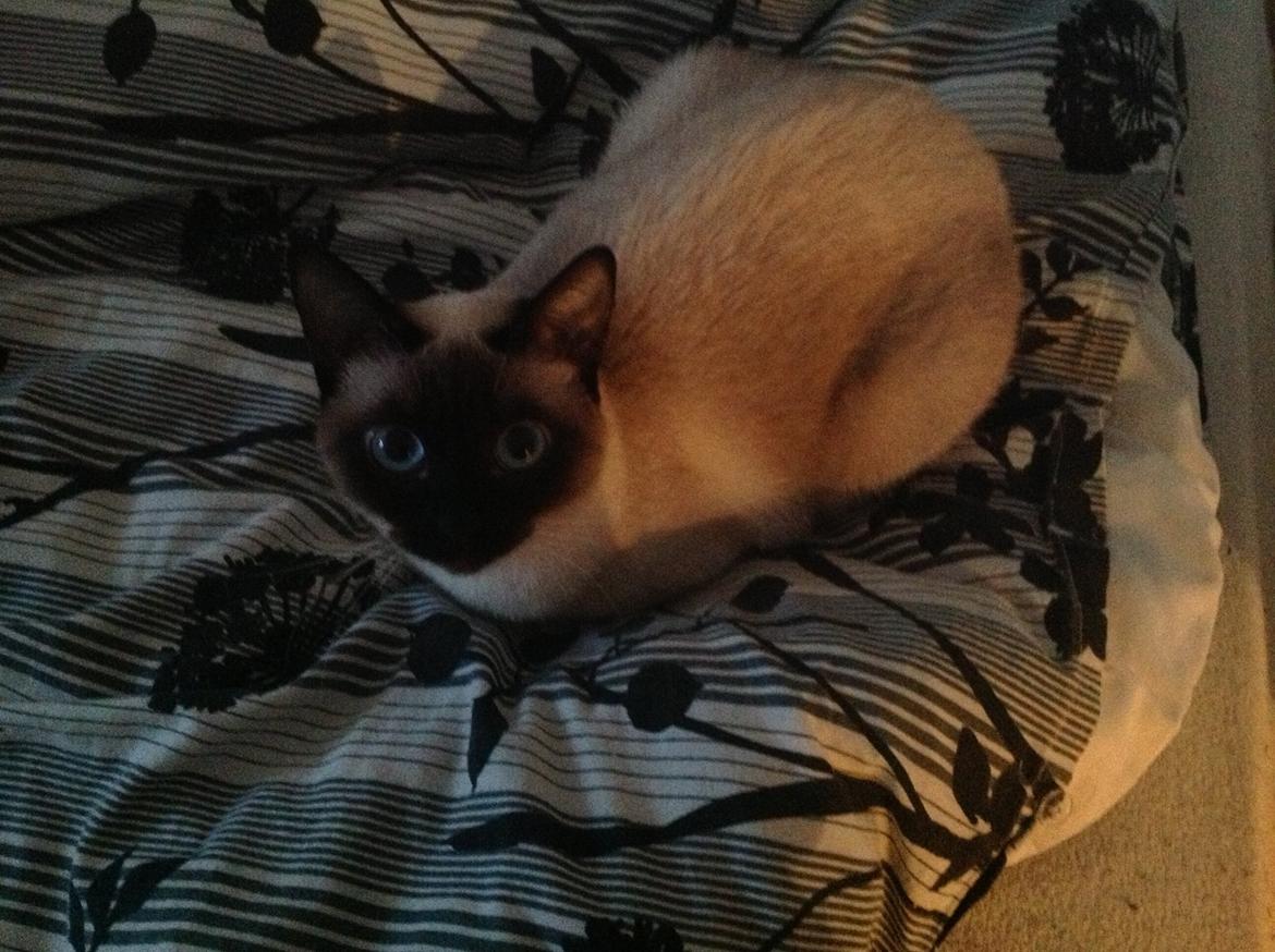 Siameser Codi billede 8