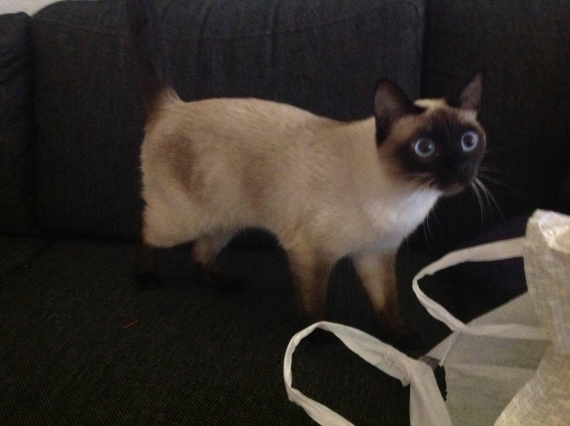 Siameser Codi billede 9