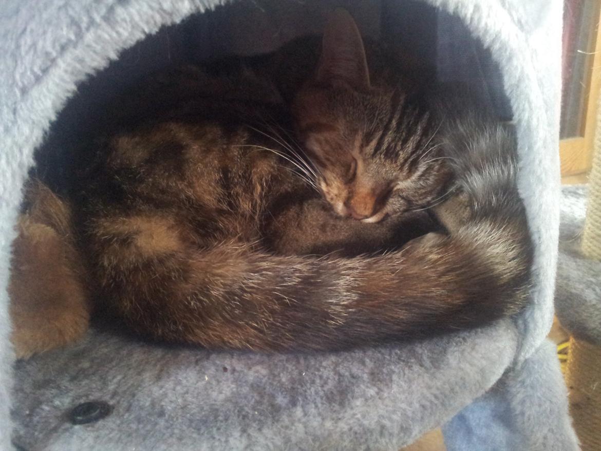 Huskat Maja billede 5