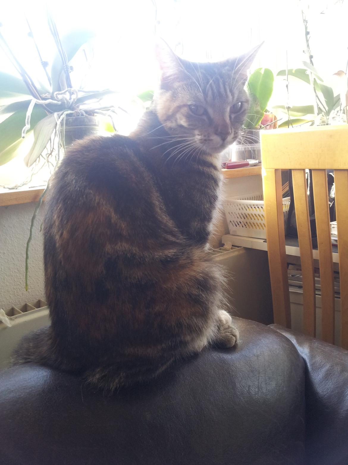 Huskat Maja billede 6