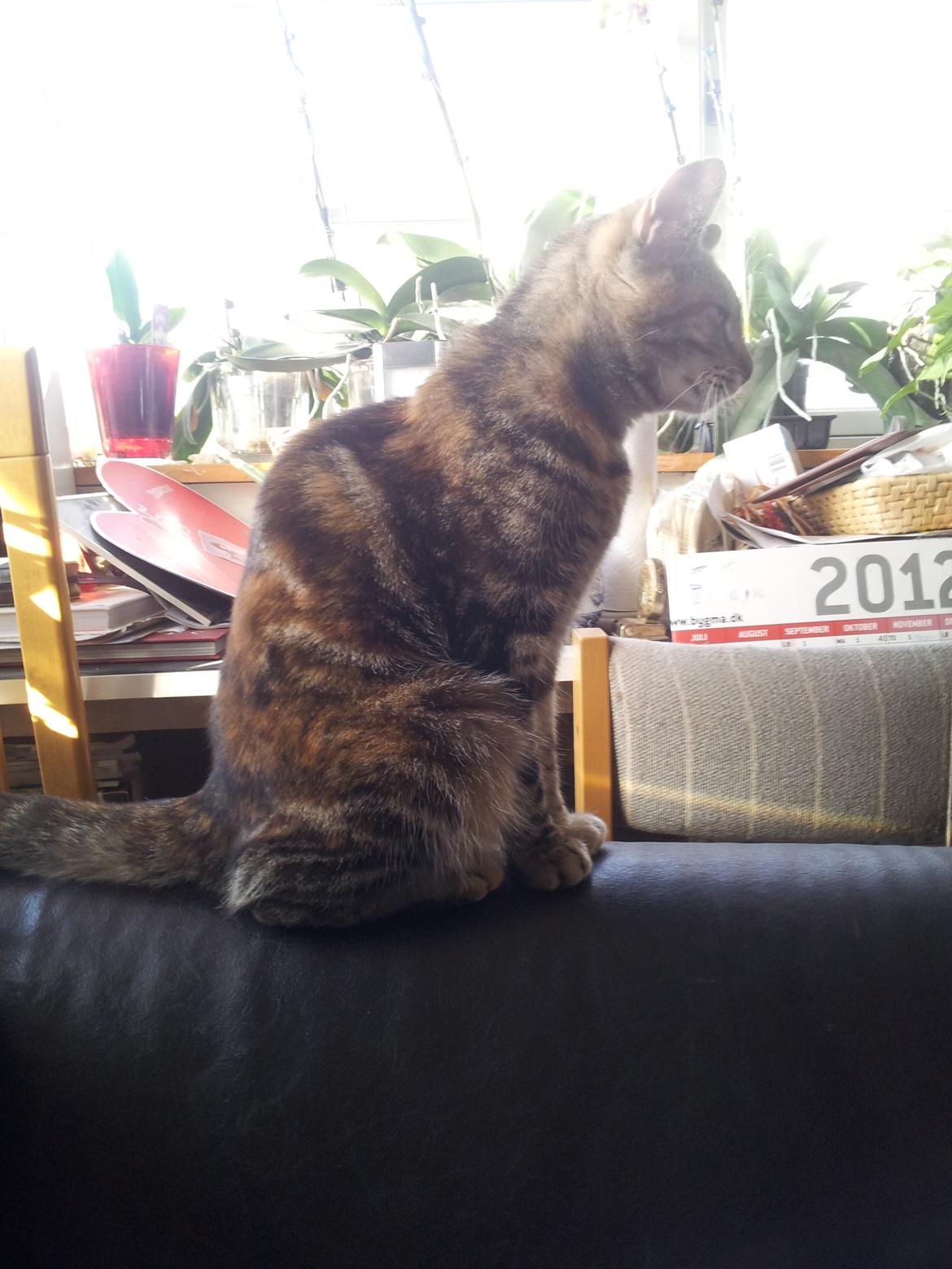 Huskat Maja billede 7