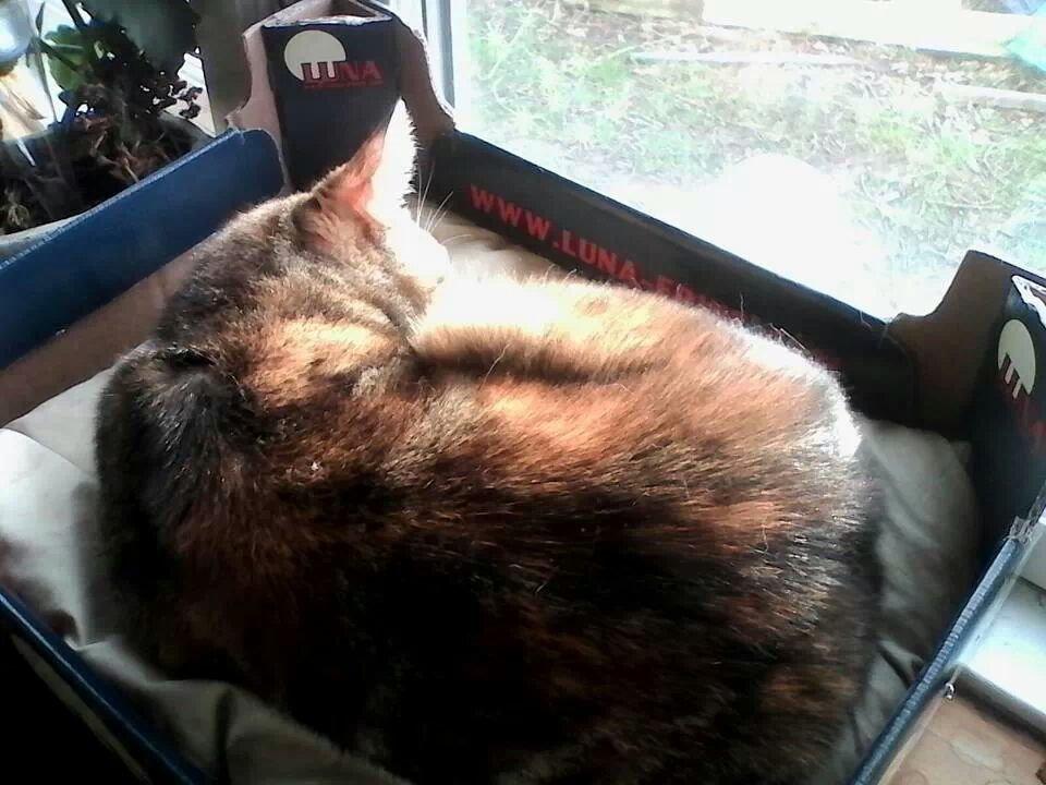 Huskat Maja billede 8