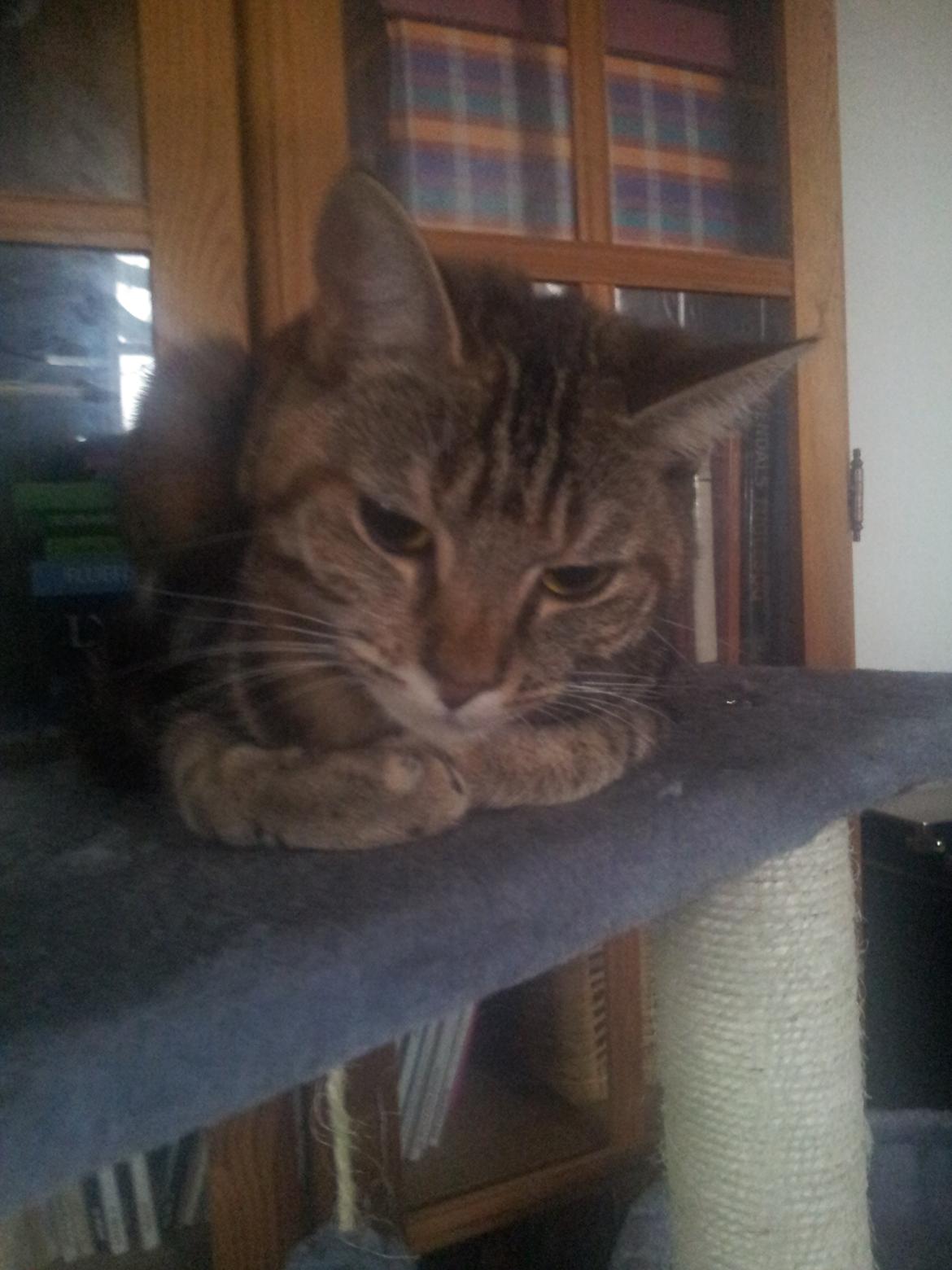 Huskat Maja billede 9