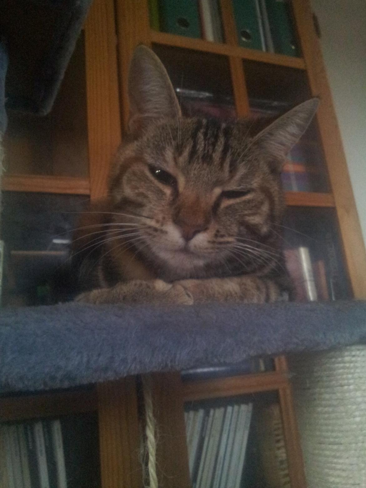 Huskat Maja billede 10