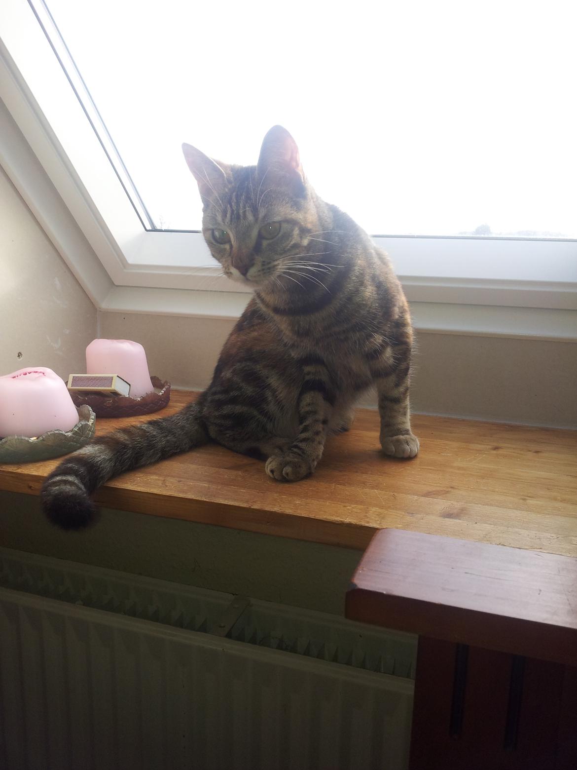 Huskat Maja billede 11