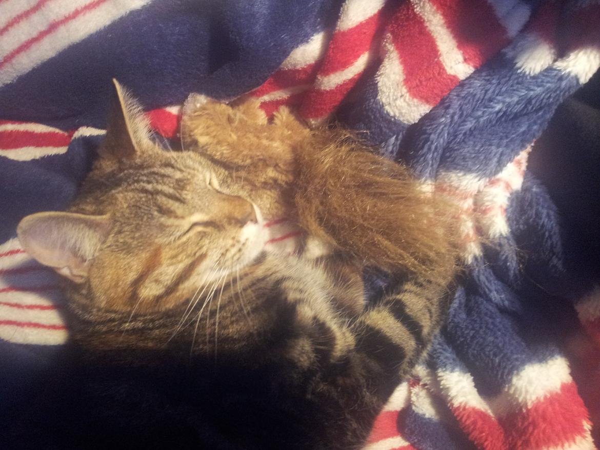 Huskat Maja billede 12