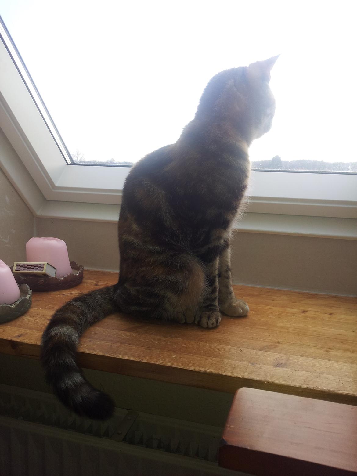 Huskat Maja billede 13