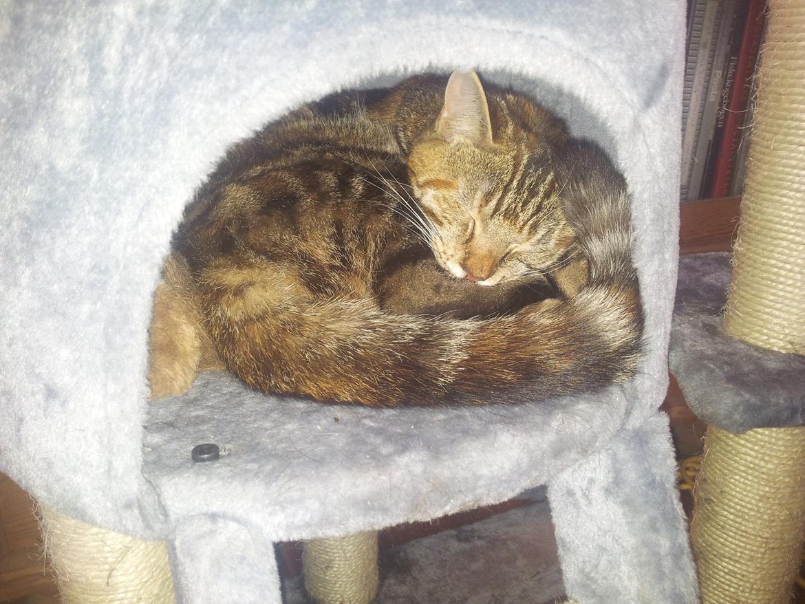 Huskat Maja billede 14