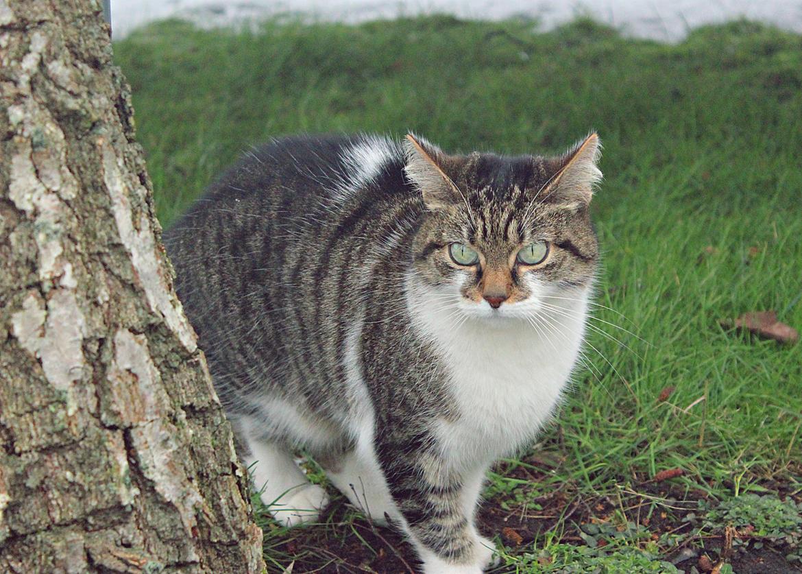 Manx ~ Frida AkA. Mis billede 22