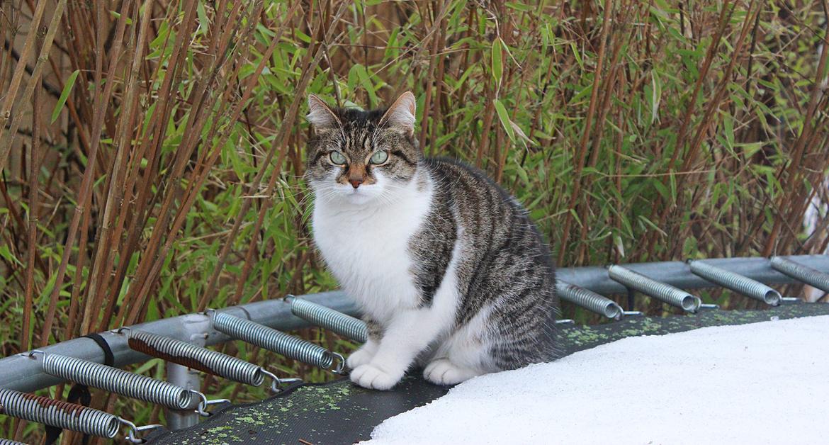 Manx ~ Frida AkA. Mis billede 24