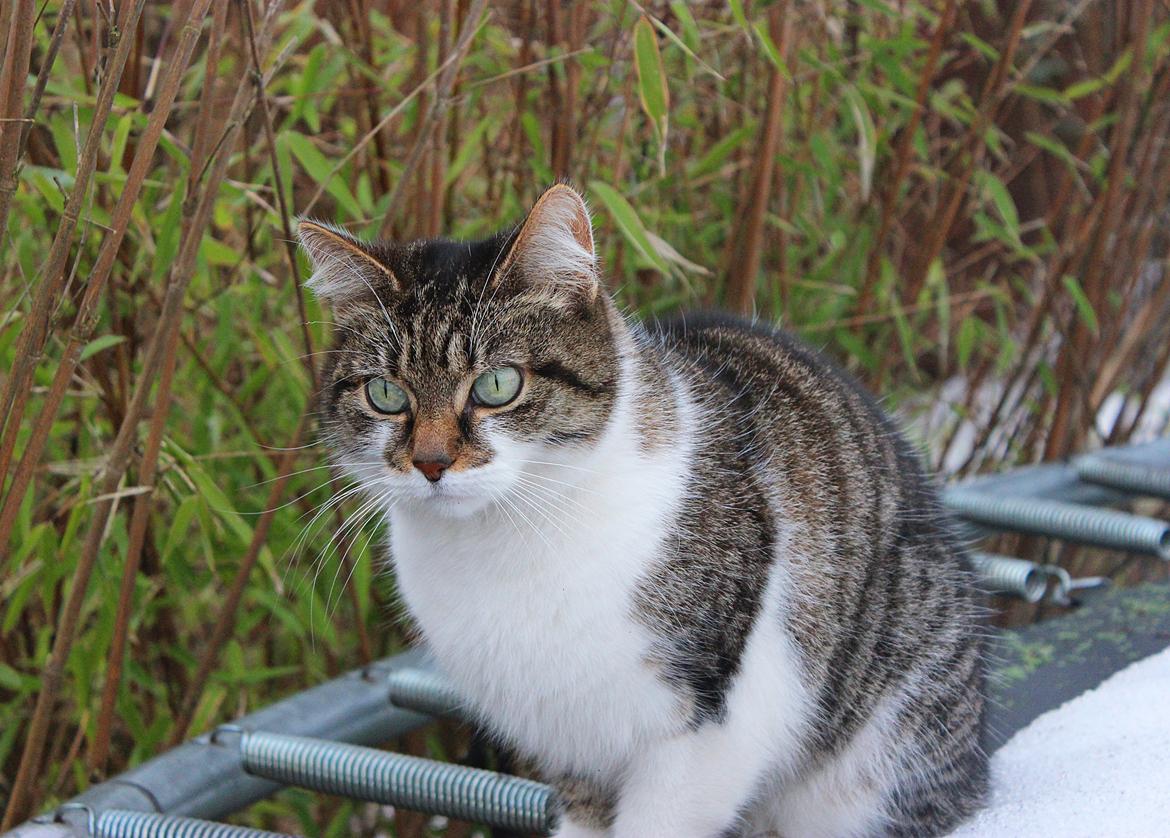 Manx ~ Frida AkA. Mis billede 5