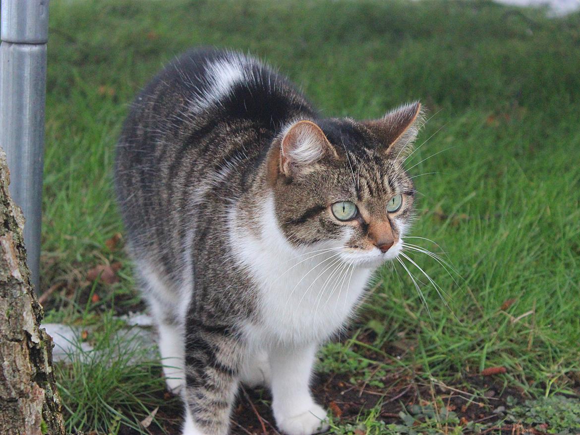 Manx ~ Frida AkA. Mis billede 23