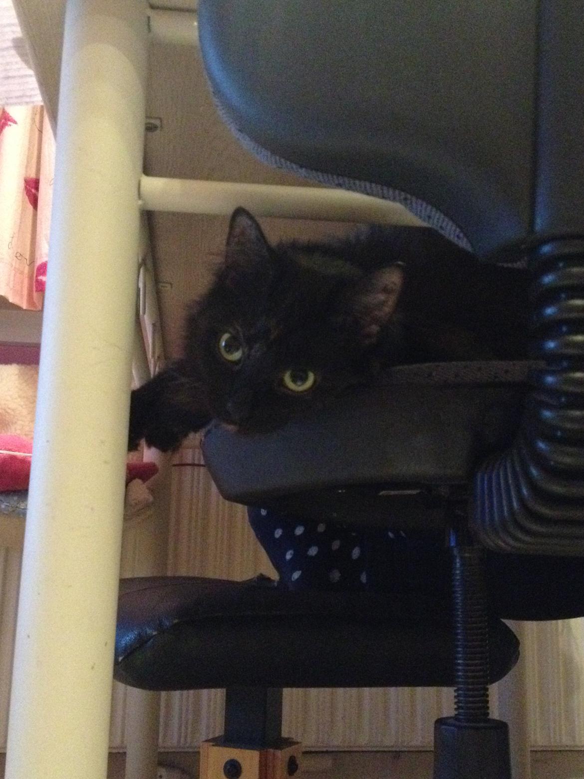 Blanding af racer Buska billede 2