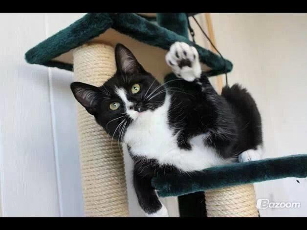 Huskat LilleMis (MadsHerman)<3 billede 2