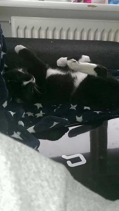 Huskat LilleMis (MadsHerman)<3 billede 3