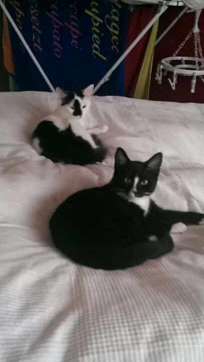 Huskat LilleMis (MadsHerman)<3 billede 4