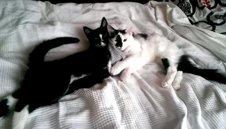 Huskat LilleMis (MadsHerman)<3 billede 6