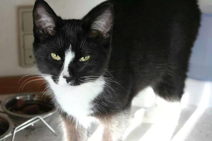 Huskat LilleMis (MadsHerman)<3 billede 7